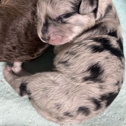 Bernedoodle Puppies from Jeanie’s Doodles