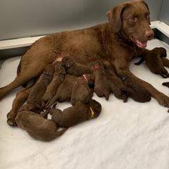 Chesapeake Bay Retriever Puppies from Whispering Oak Chesapeakes
