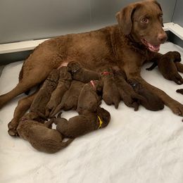 Chesapeake Bay Retriever Puppies from Whispering Oak Chesapeakes