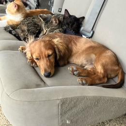 Link - Dachshund