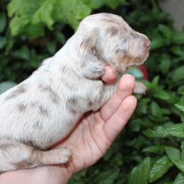 ARMANI Isabella tan boy - Fawn (isabella) and tan male Dachshund puppy in Stockton, California from Wiggles & Wags Dachshund's