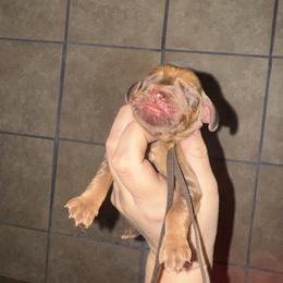 Brown boy - Red male Bloodhound puppy in Conway, Missouri from Ozark Mountain Kennel