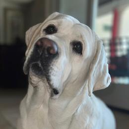 Labrador Retriever All Grown Up from Kylie's White Labradors of Scottsdale
