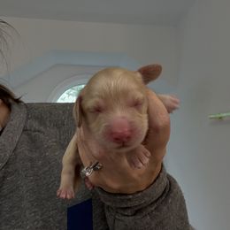 Girl 1 - Cream female Dachshund puppy in Spotsylvania Courthouse, Virginia from Doma Za Dachshunds