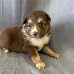 Langley - Red tri male Miniature Australian Shepherd puppy in Loretto, Tennessee from K Kountry Farm