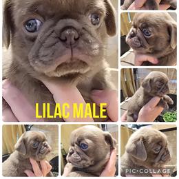 Lilac male - Black male Pug puppy in Kernersville, North Carolina from Royal House of Pugs