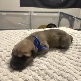 Boy 2 - male Perro de Presa Canario puppy in Raleigh, North Carolina from Kings Court Kennel