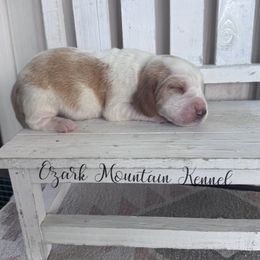 Clara - Red and white female Basset Hound puppy in Conway, Missouri from Ozark Mountain Kennel
