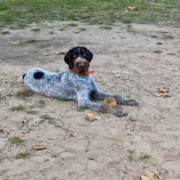 Cabo - Liver and white male German Wirehaired Pointer puppy in Lake Wales, Florida from RipTide Kennels