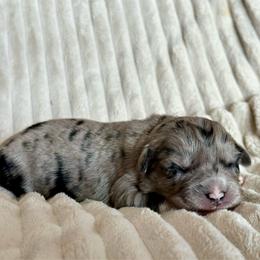 Skye - Blue merle female Miniature Australian Shepherd puppy in New Hampton, Iowa from Full River Australian Shepherds