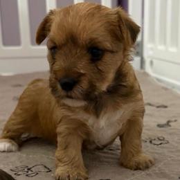 Chica - Chocolate female Morkie puppy in Sandown, New Hampshire from Pawsitive Paws🐾