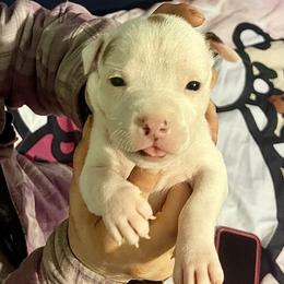 Tricorn - indigo collar - Blue fawn male American Staffordshire Terrier puppy in Monroe, Georgia from Irresistibull Staffords