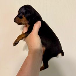 Beau - Black and rust male Miniature Pinscher puppy in Eatonton, Georgia from TNT Puppies