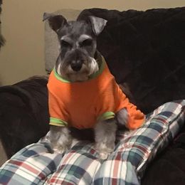 Miniature Schnauzer Puppies from Pierhaus Minature Schnauzers