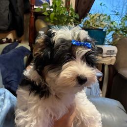 AKC Jerry 2.5 K - Black tan and white male Biewer Terrier puppy in Osteen, Florida from Moonshadow Biewer Terriers