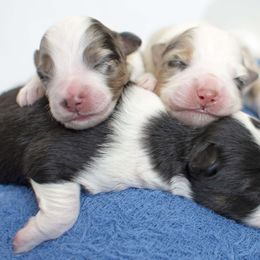 Australian Shepherd Puppies from Saddle Peak Aussies