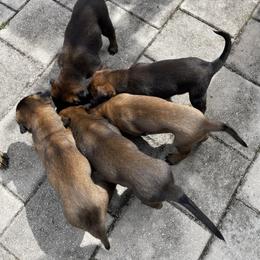 Belgian Malinois Puppies from Klaus K-9 Training LLC