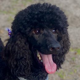 Xiyah - Poodle