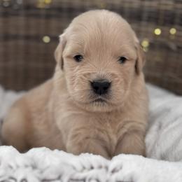 Orange Boy - Golden male Golden Retriever puppy in Silver Lake, Indiana from Seven Hills Goldens