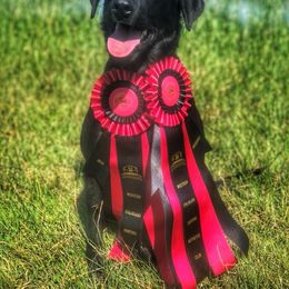 Labrador Retriever and Pembroke Welsh Corgi All Grown Up from FLK Corgis