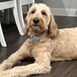 Goldendoodles from Furever Georgia Doodles