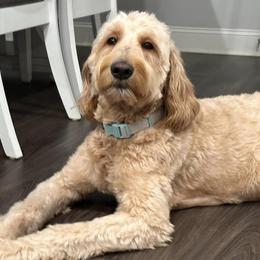 Goldendoodles from Furever Georgia Doodles