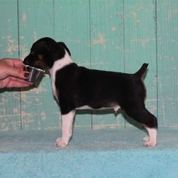 Rat Terrier Puppies from River Ridge Rat Terriers