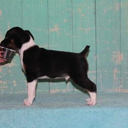 Rat Terrier Puppies from River Ridge Rat Terriers