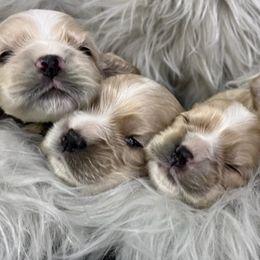 Cocker Spaniels from Ozark Haven Farm