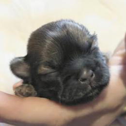 Shih Tzus from Reed Ranch Shih-tzus