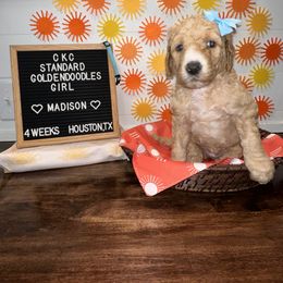 Aussiedoodle and Goldendoodle Puppies from Toledo Creek Doodles
