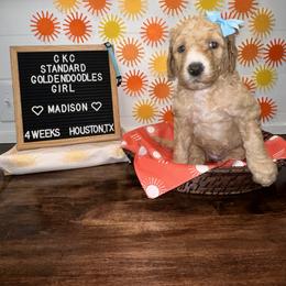 Aussiedoodle and Goldendoodle Puppies from Toledo Creek Doodles