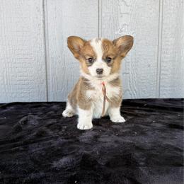 Cheddar - Red male Pembroke Welsh Corgi puppy in Mc Cammon, Idaho from Sunny J Corgis and Mini Americans