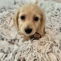 Edison - Cream male Dachshund puppy in Memphis, Tennessee from River City Doxies