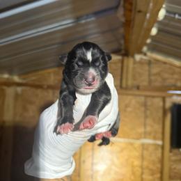 Boy 2 - Black and white male Siberian Husky puppy in Uhland, Texas from Siberian Huskies
