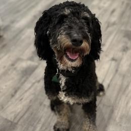 Luca - Bernedoodle