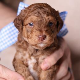 Cairo - Chocolate male Goldendoodle puppy in Forney, Texas from Diamond Doodle Pups and Poodles