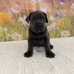 Vincent- Grey( blue) male - Gray male Cane Corso puppy in Loogootee, Indiana from Walnut Creek Cane Corso