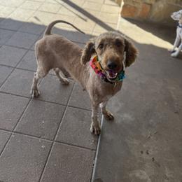 Goldendoodle puppies from Zink Doodles