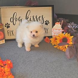 Ace - Cream male Pomeranian puppy in Newport News, Virginia from Itty Bitty Poms