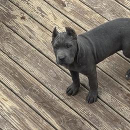 Cane Corso Puppies from Brandy’s Corso’s