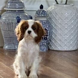 Cavalier King Charles Spaniel Puppies from Farmhouse Cavaliers NC