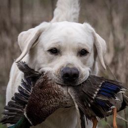 Labrador Retrievers from West Wood Farms