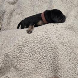 Pink Girl - Black and tan female Bloodhound puppy in Gillette, Wyoming from Whispering Winds Homestead 307
