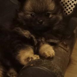 Tonka Jr. - Black and tan male Pomeranian puppy in Eureka Springs, Arkansas from Maple Hills Poms
