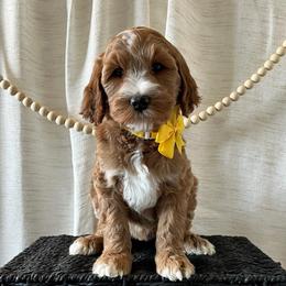 Sparkle - Yellow Collar Female - Red  female Goldendoodle puppy in Bradenton, Florida from Suncoast Goldendoodles