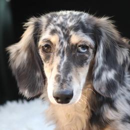 Mei Ling - Dachshund