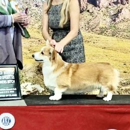 Allie - Pembroke Welsh Corgi