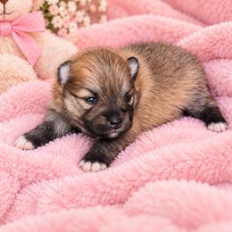 Twixy - Wolf sable female Pomeranian puppy in Edinburg, Texas from Divine Valley Poms