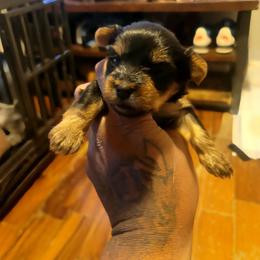 Bubbles - Black and tan female Silky Terrier puppy in City Of Orange, New Jersey from Fur-Ever Friends